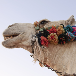 Timbres
du thème Camels
'
Timbres
du thème Camels
'
