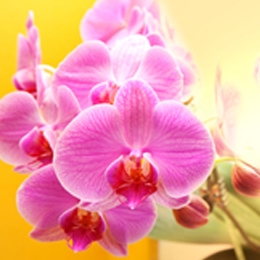 
Timbres





du thème Orchidees


'
