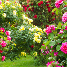 Timbres
du thème Roses
'
Timbres
du thème Roses
'