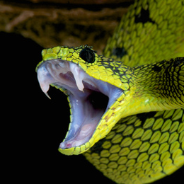 Timbres
du thème Serpents
'
Timbres
du thème Serpents
'