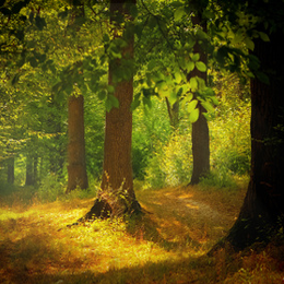 Timbres
du thème Arbres Et Forets
'
Timbres
du thème Arbres Et Forets
'