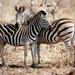 Timbres
du thème Zebra
'
Timbres
du thème Zebra
'