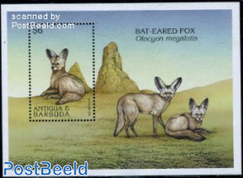 Bat-eared fox s/s
