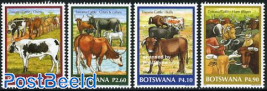 Tswana cattle 4v