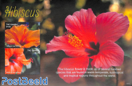 Hibiscus flowers 2v m/s