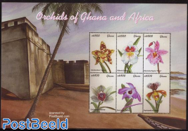 Orchids 6v m/s, Odeontoci