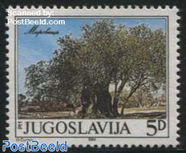 Olive tree of Mirovica 1v
