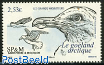 Bird, goeland arctique 1v