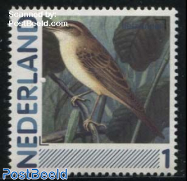 Birds, Rietzanger 1v (Acrocephalus schoenobaenus)