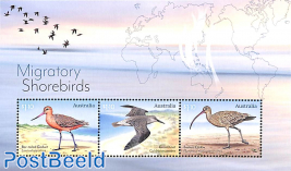 Migratory shorebirds 3v m/s