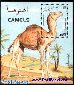 Camels s/s