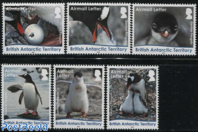 Gentoo Penguins 6v