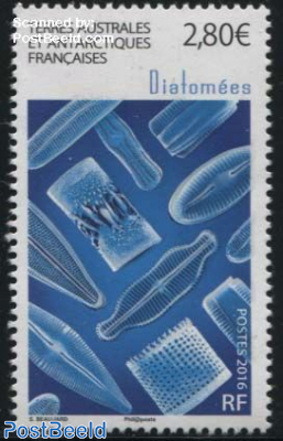 Diatoms 1v