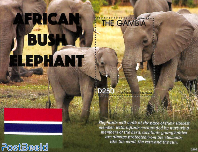 African Bush Elephant s/s