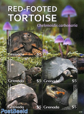 Red-Footed Tortoise 5v m/s