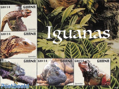 Iguanas 5v m/s