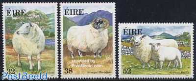 Irish sheep 3v
