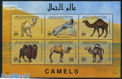 Camels 6v m/s