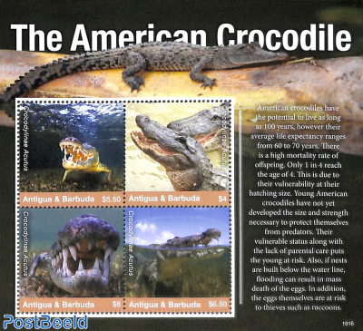 The American Crocodile 4v m/s