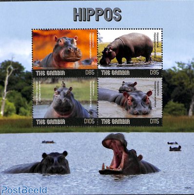 Hippos 4v m/s