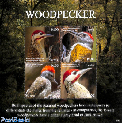 Woodpecker 4v m/s