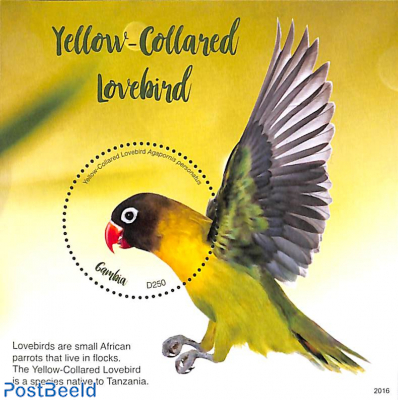 Yellow-Collared Lovebird s/s