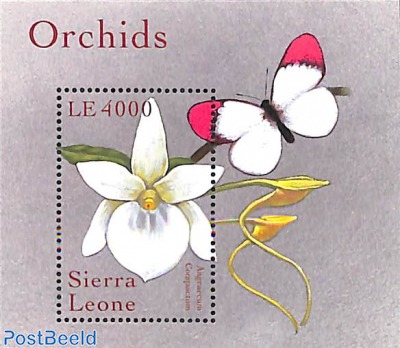 Orchids, angraecum compactum s/s