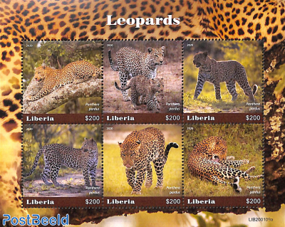 Leopards 6v m/s