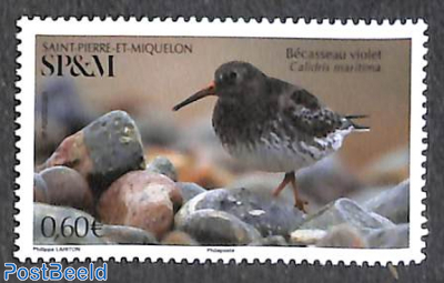 Bird, Calidris maritima 1v